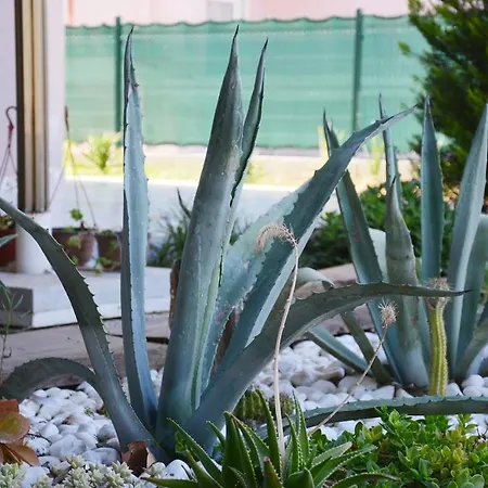 度假居 Cacthouse Antalya Private